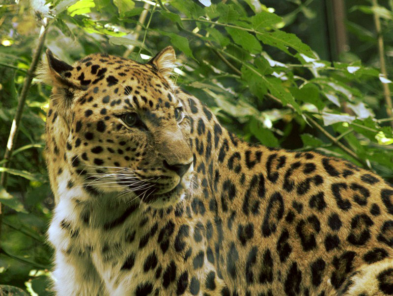 Jaguar im Augsburger Zoo